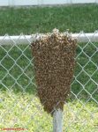 Honeybee Swarms